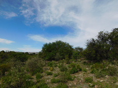 Prosopis flexuosa