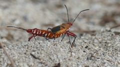 Dysdercus fasciatus