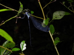 Psolodesmus mandarinus