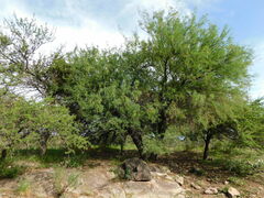Prosopis flexuosa