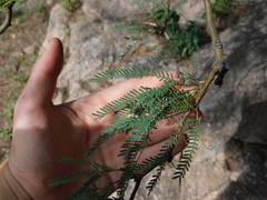 Prosopis flexuosa
