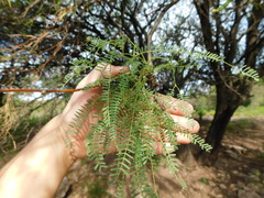 Prosopis flexuosa