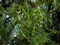 Prosopis flexuosa