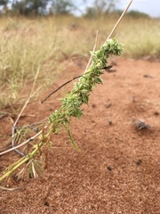 Amaranthus acanthochiton