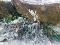 Buddleja mendozensis