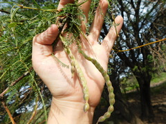 Prosopis flexuosa
