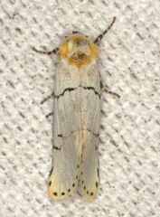 Proschaliphora albida