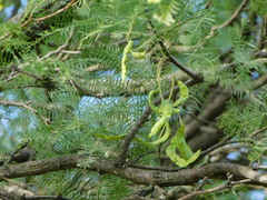 Prosopis chilensis