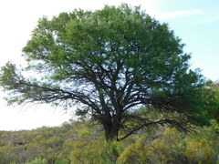 Prosopis chilensis