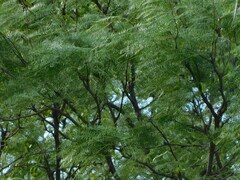 Prosopis chilensis