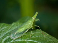 Dictyopharidae