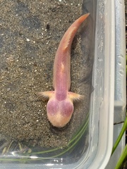 Typhlogobius californiensis