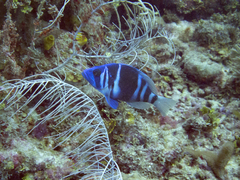 Hypoplectrus indigo