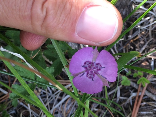 Naked mariposa lily (Calochortus nudus)