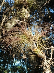 Tillandsia juncea