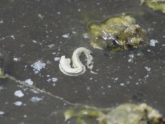 Spirobranchus cariniferus