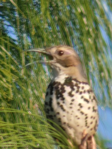 Ocellated Thrasher (Toxostoma ocellatum), photo 7