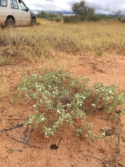 Euploca convolvulacea