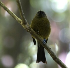 Anthornis melanura