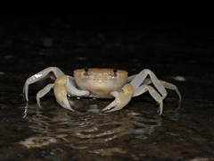 Geothelphusa bicolor