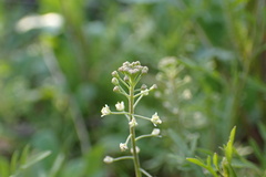 Lepidium nitidum