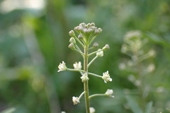 Lepidium nitidum