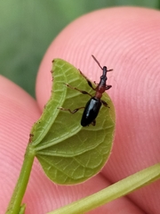Cylas formicarius