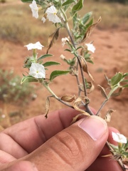 Euploca convolvulacea