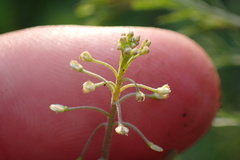 Lepidium nitidum