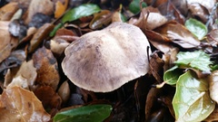 Tricholoma griseoviolaceum