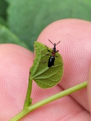 Cylas formicarius