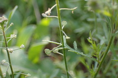 Lepidium nitidum