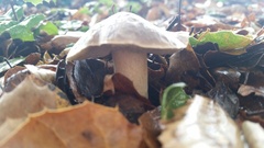 Tricholoma griseoviolaceum