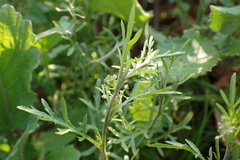 Lepidium nitidum