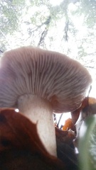 Tricholoma griseoviolaceum