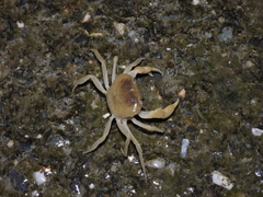 Geothelphusa bicolor