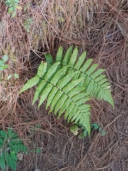 Dryopteris wallichiana