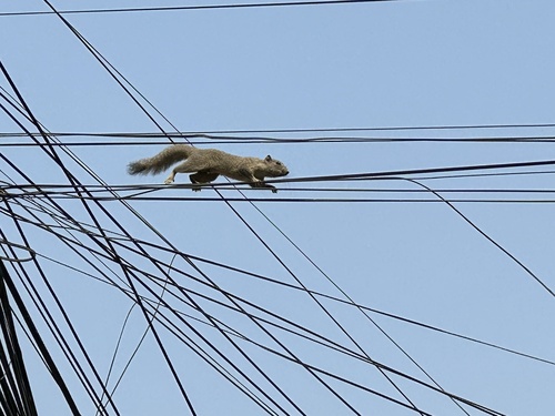 Irrawaddy Squirrel