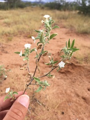 Euploca convolvulacea