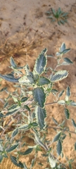 Dicoria canescens