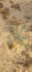 Dicoria canescens