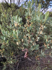 Acacia brachybotrya
