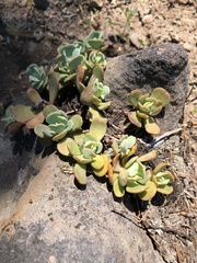 Sedum oregonense