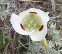 Calochortus eurycarpus