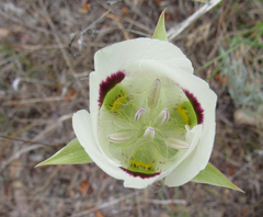 Calochortus eurycarpus