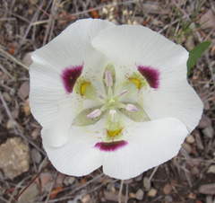 Calochortus eurycarpus