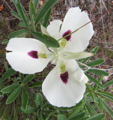 Calochortus eurycarpus