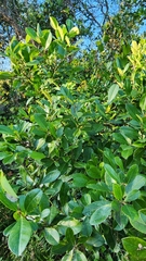 Ilex cassine