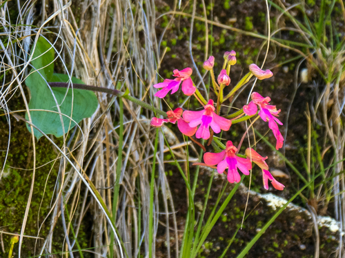 An orchid (Cynorkis gibbosa)