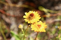 Xerochrysum bracteatum